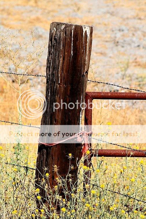 fence3.jpg