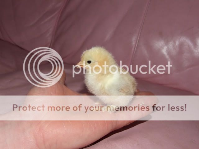 DSCF3051.jpg