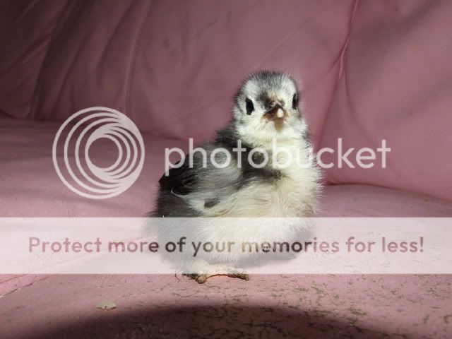 DSCF3058.jpg