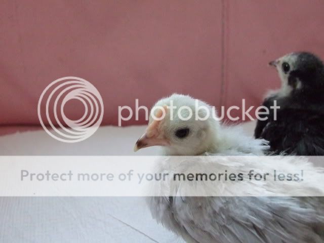 DSCF3248.jpg