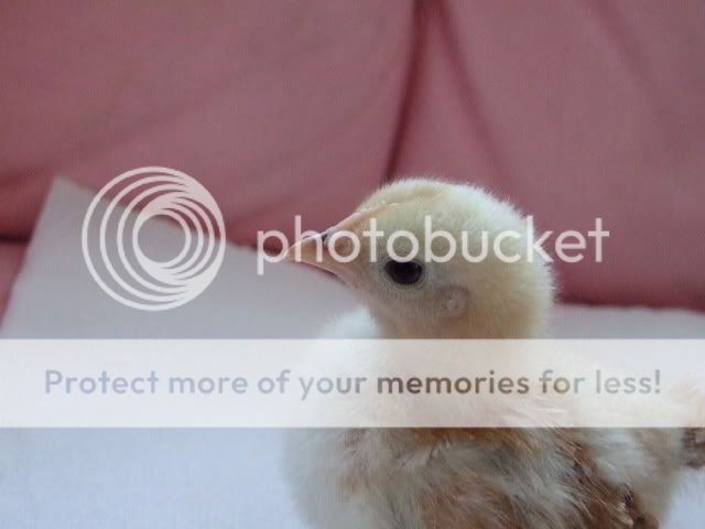 DSCF3251.jpg
