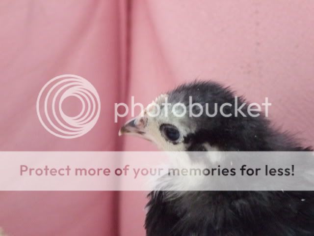 DSCF3253.jpg