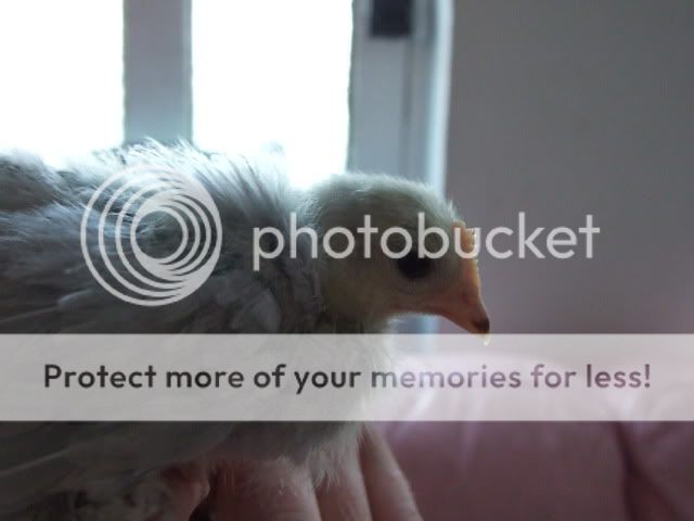 DSCF3263.jpg