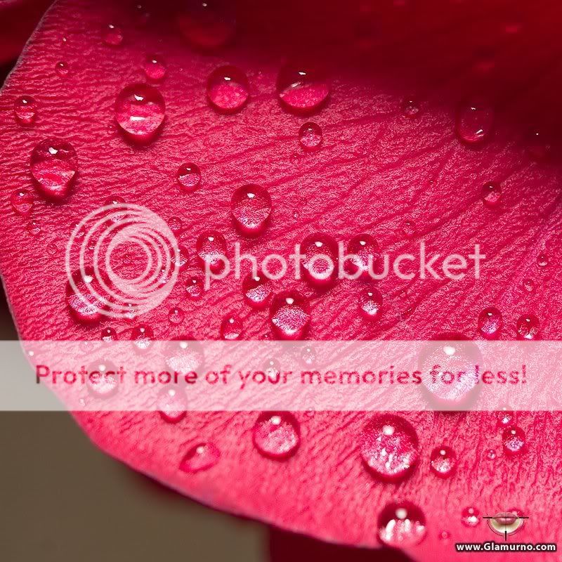 Water Drop On Flower Photo by becoolbehappy Photobucket